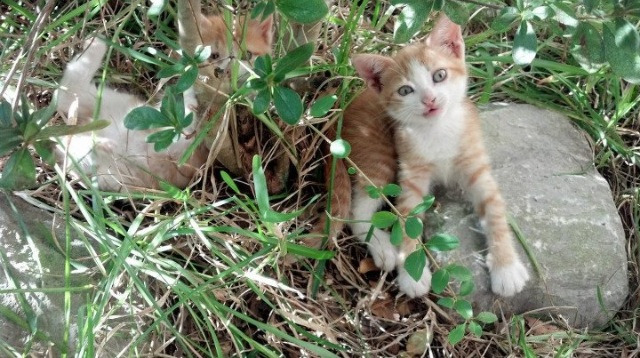 金字塔尖的对决，当埃及法老的面具碎裂在孙兴慜的剑锋之下